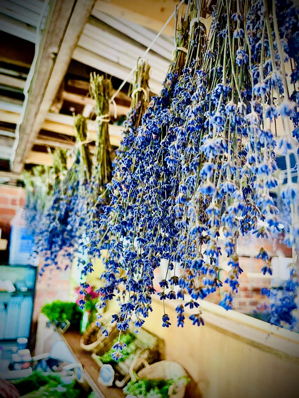 Hungry Dog Farm: feeding community through urban&nbsp;farming